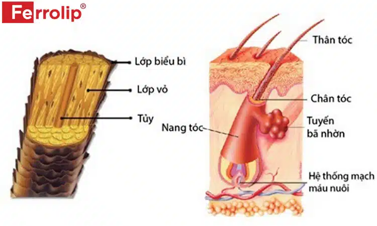 Máu vận chuyển oxy và dinh dưỡng nuôi dưỡng tóc