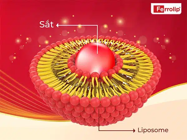 Cấu trúc của sắt bọc liposome