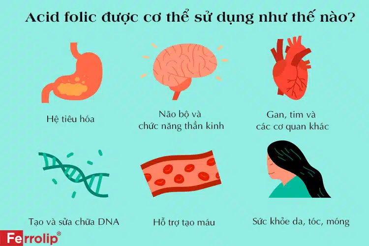  cong-dung-cua-axit-folic