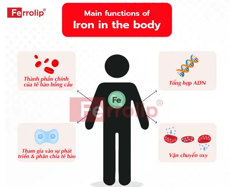 Sắt có vai trò đặc biệt quan trọng với cơ thể