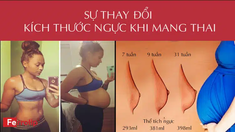 hình ảnh nhũ hoa và bầu ngực khi mới mang thai