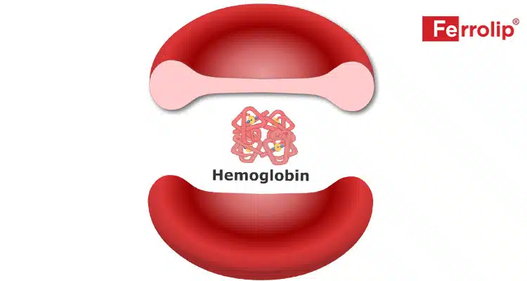 Hemoglobin là thành phần chính trong hồng cầu