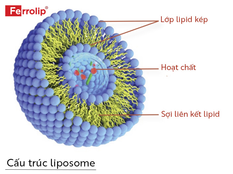 Sắt sinh học Ferrolip sử dụng công nghệ liposome hiện đại