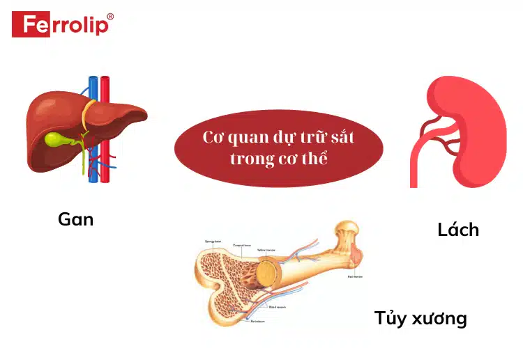 Sắt được dự trữ tại gan, lách và tủy xương