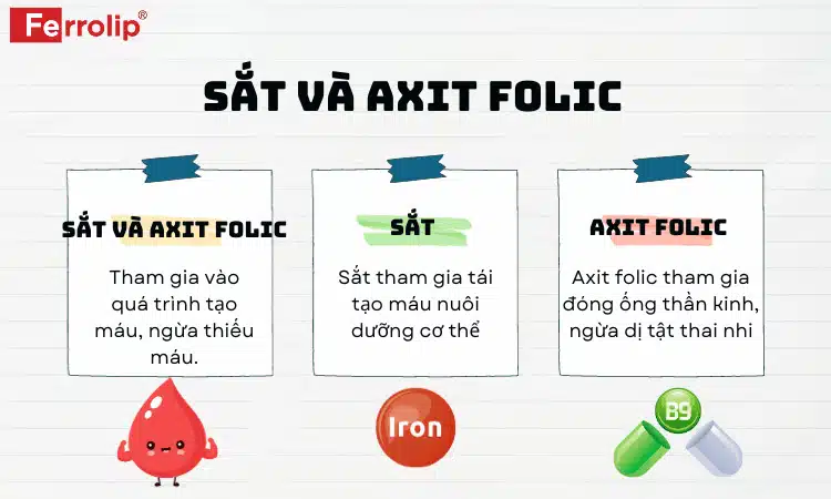 Sắt và axit folic với những nhiệm vụ đặc biệt trong cơ thể