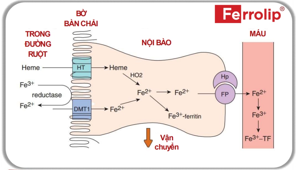 Quá trình hấp thu sắt vào cơ thể