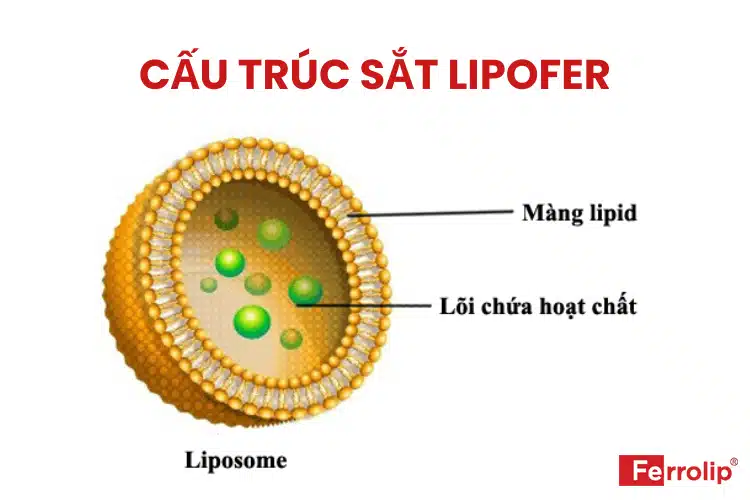 sắt sinh học lipofer là gì