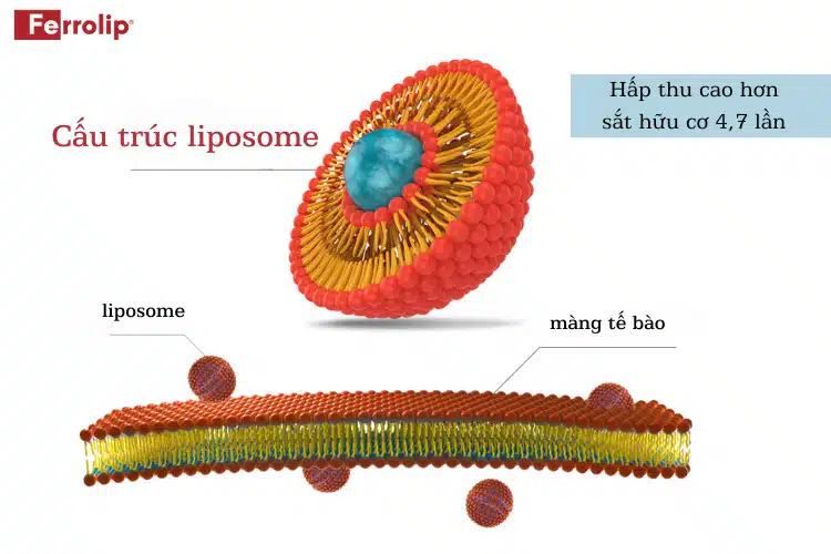 Sắt liposome hấp thu cao hơn sắt hữu cơ 4,7 lần