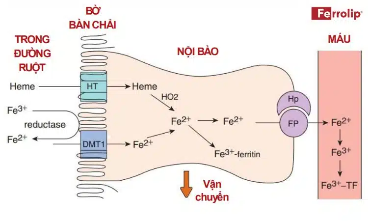 cơ chế hấp thu sắt