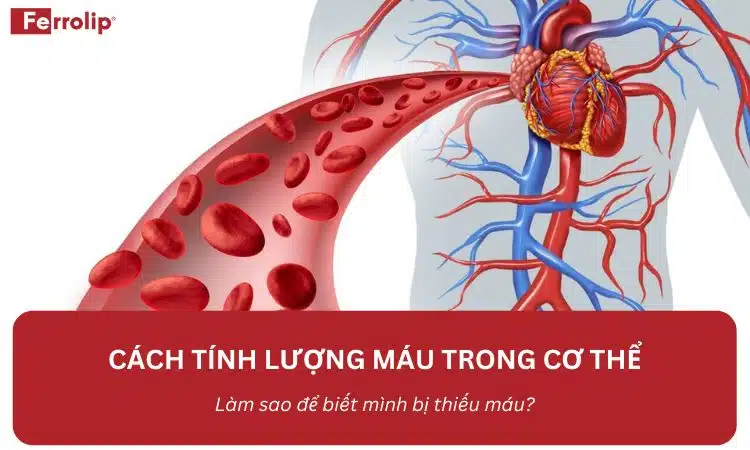 cách tính lượng máu trong cơ thể