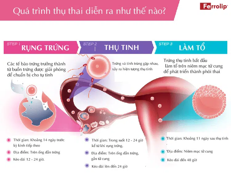 Quan hệ bao lâu thì thụ thai?