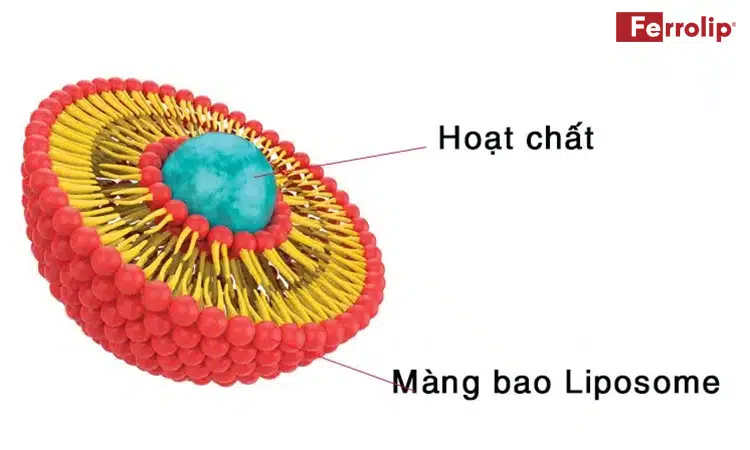 sắt ferrolip là sắt hữu cơ hay vô cơ