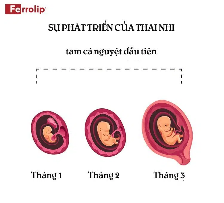 Sự phát triển của thai nhi trong tam cá nguyệt đầu tiên