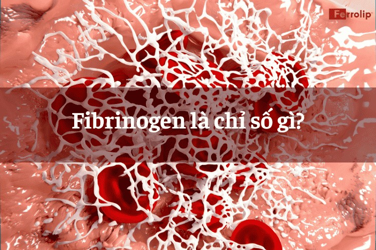 Chỉ số Fibrinogen khi mang thai
