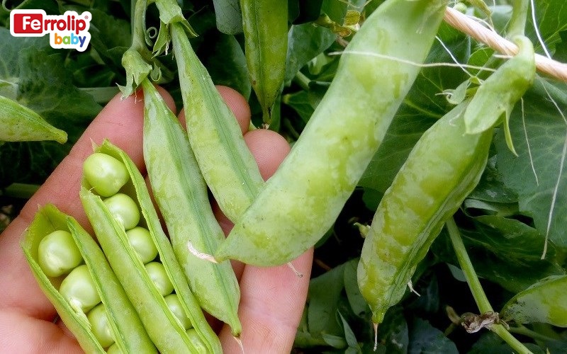 Đậu Hà Lan chứa nhiều sắt và vitamin, phù hợp để nấu cháo cá thu cho bé ăn dặm