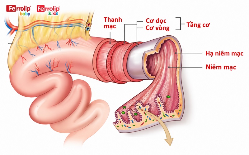 Sắt tự do có thể làm kích ứng và ảnh hưởng đến các tế bào niêm mạc ruột.